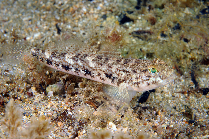 G. paganellus, G. incognitus, G. niger